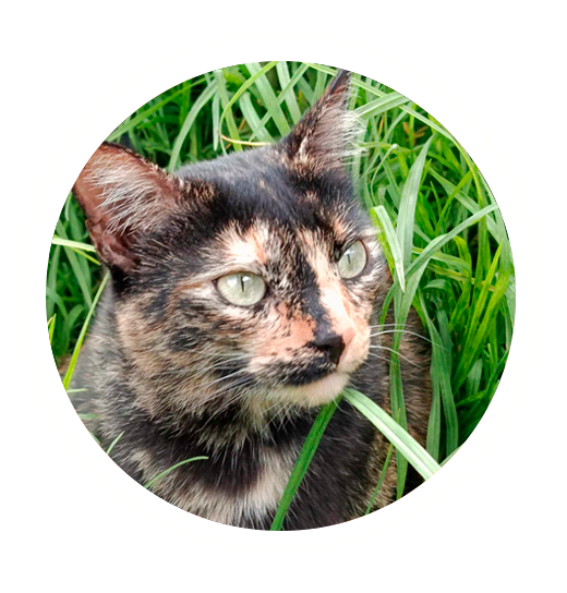 The Torties