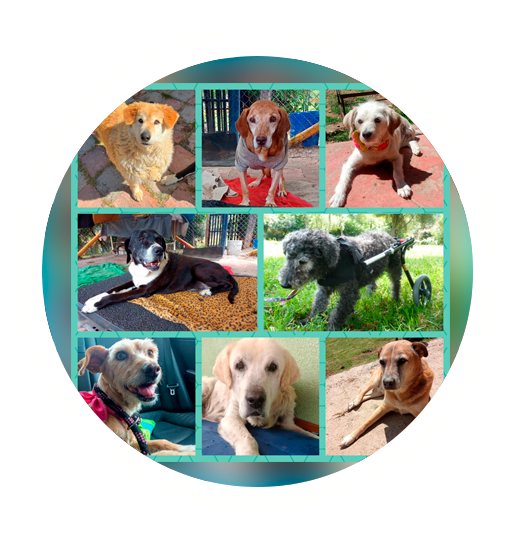 Senior Dogs, The new Tenderness
