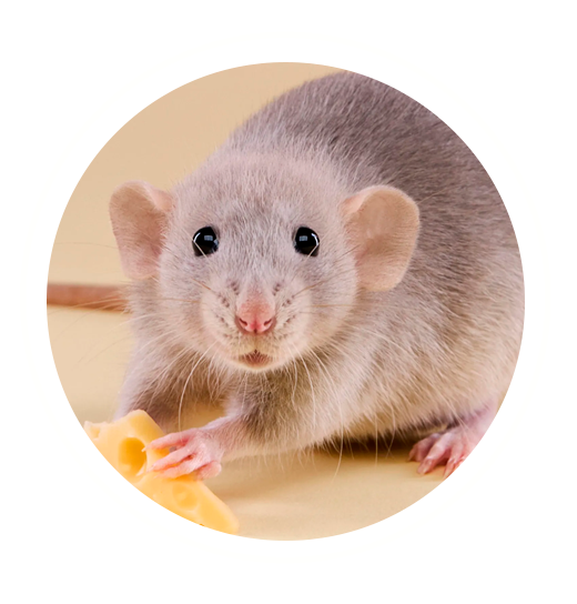 Ratatouille